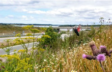 Her kan man se den seksplettede k&oslash;llesv&aelig;rmer i en vejkant ved Tempelkrogen i Holb&aelig;k. Foto: Kasper Anias M&oslash;ller. 